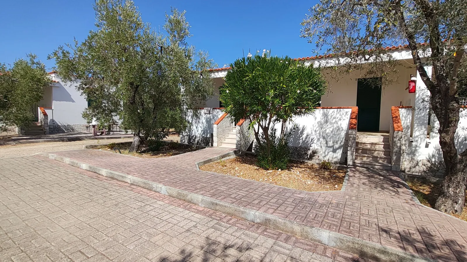 Uliveto della Tenuta Montincello a Vieste